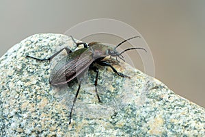 A ground beetle - Carabus monilis