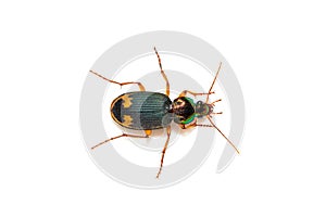 Ground beetle (Chlaenius sp) on white background