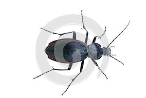 Ground beetle insect