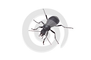 Ground beetle