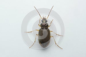 Ground beetle isolated on white, Satara, Maharashtra