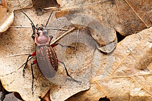 Ground beetle on last year`s dry oak leaves