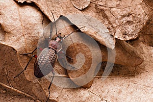 Ground beetle on last year`s dry oak leaves