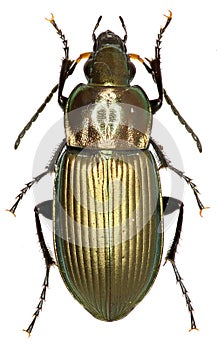 Ground Beetle Poecilus on white Background