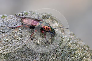 A ground beetle - Pterostichus pilosus
