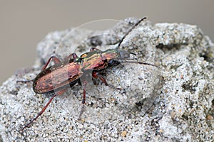A ground beetle - Pterostichus pilosus photo