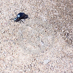 Ground beetle on sund, macro photo