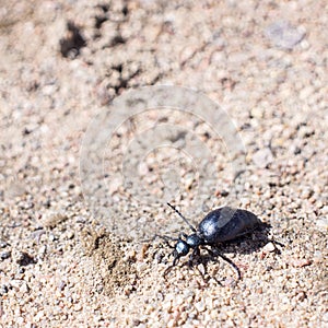 Ground beetle on sund, macro photo