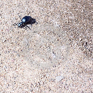 Ground beetle on sund, macro photo photo