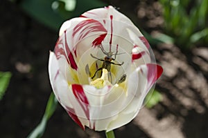 Ground beetle on a tulip flower