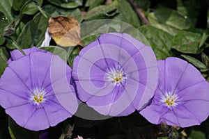 Ground blue convolvulus convolvulus sabatius flowers