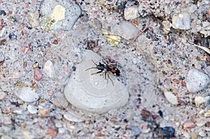 Ground bug sitting on wall of house