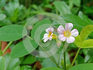 The ground calincing flower is a wild plant