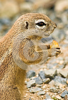Ground cape squirrel