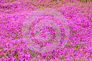 Ground carpet of pink delosperma flowers.