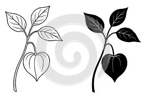 Ground Cherry Illustration, Outline and Silhouette Versions