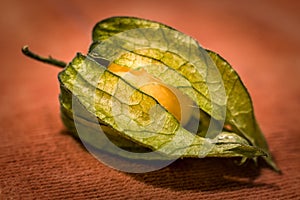 Ground cherry physalis macro