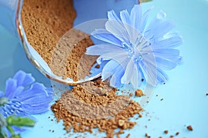 Ground chicory and blue chicory flowers.