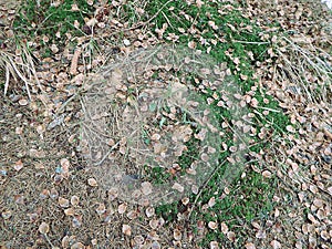 Ground in coniferous forest