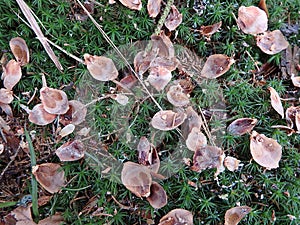 Ground in coniferous forest