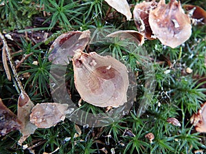 Ground in coniferous forest