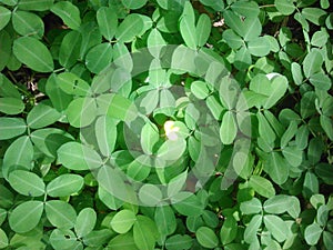 Ground cover - cubierta de tierra photo