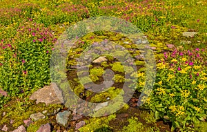 Ground cover Glacier National Park