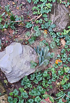 Ground cover in green with added life