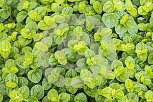 Ground cover plant