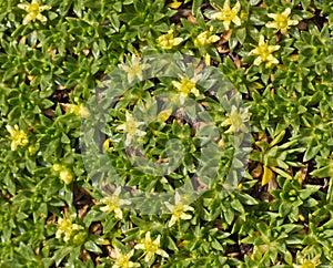 Ground cover plant with small yellow flowers close up