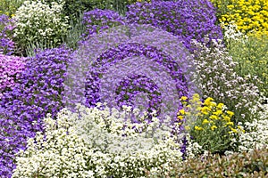 Ground cover plants in spring