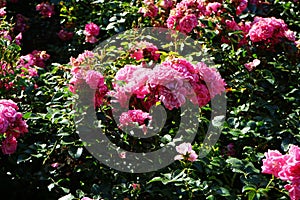 Ground cover rose, Rosa 'Palmengarten Frankfurt', blooms with dark pink flowers in July in the park. Berlin, Germany