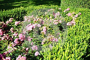 Ground cover rose, Rosa 'Palmengarten Frankfurt', blooms with dark pink flowers in July in the park. Berlin, Germany