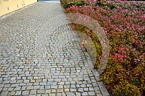 Ground cover roses on a large flowerbed. rose growth in front of the house on the cobblestone pavement near the square. low carpet