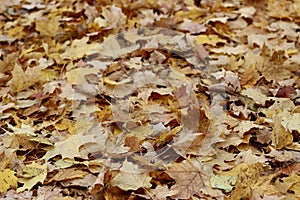 Ground covered with Autumn Leaves