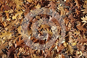 Ground covered with brown fallen leaves of red oak