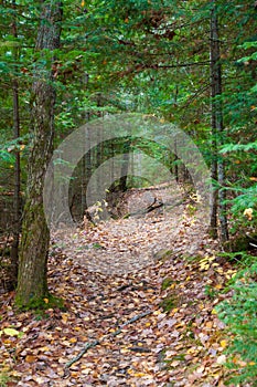 Ground covered with dried leaves during fall season