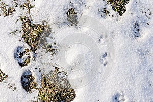 The ground covered with snow and animal tracks