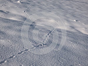 Ground covered with snow and footprints of a mouse or a common vole (microtus arvalis) in deep snow