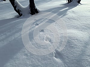 Ground covered with snow and footprints of a mouse or a common vole microtus arvalis in deep snow after snowfall in sunlight in