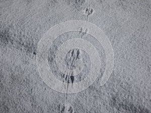 Ground covered with snow and footprints of a mouse or a common vole microtus arvalis in deep snow after snowfall in sunlight in