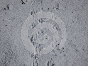 Ground covered with snow and footprints of a mouse or a common vole microtus arvalis in deep snow after snowfall in sunlight in
