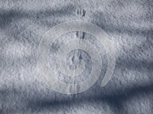 Ground covered with snow and footprints of a mouse or a common vole (microtus arvalis) in snow after snowfall