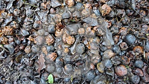 The ground is covered with tiny apples.