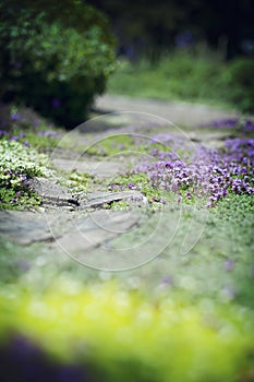 Ground Covering Growth/Flowers