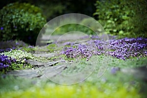 Ground Covering Growth/Flowers