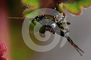 Ground crab spider Xysticus audax male