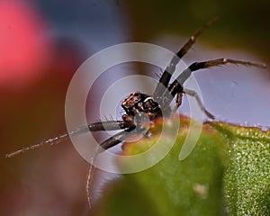 Ground crab spider Xysticus audax male