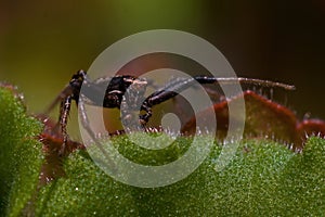 Ground crab spider Xysticus audax male