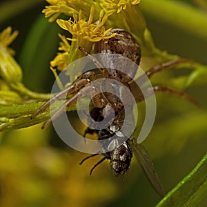 Ground crab spiders Xysticus cristatus female